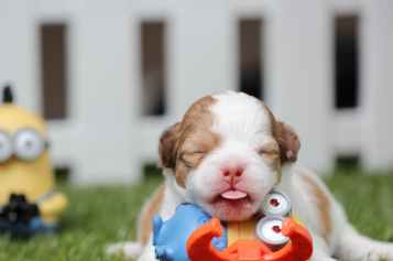 chihuahua-dog-puppy-cute-39388.jpeg
